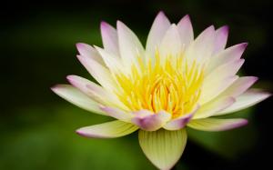 Flower, lotus, yellow white, water lily wallpaper thumb