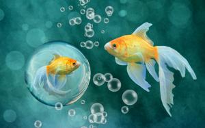Goldfish, bubbles wallpaper thumb