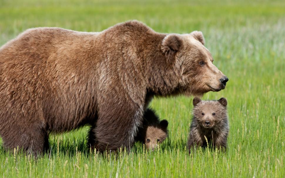 Bear with Cubs wallpaper,bear HD wallpaper,cubs HD wallpaper,2560x1600 wallpaper