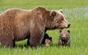 Bear with Cubs wallpaper thumb