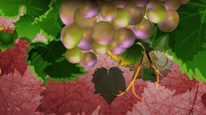 Grapes For Wine wallpaper thumb