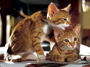 grooming Animals cats cute HD wallpaper thumb