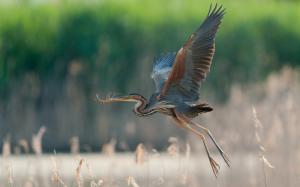 Great blue heron flying, wings, grass wallpaper thumb