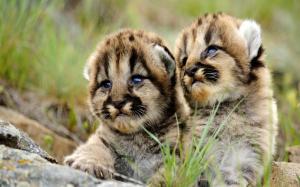 Adorable Puma Cubs wallpaper thumb