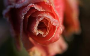 Rose Flower Macro Blur HD wallpaper thumb