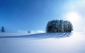 Snow, White, Trees, Winter, Shadow, Sunlight wallpaper thumb