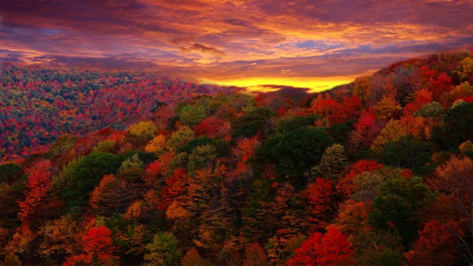 Red Forest At Sunset wallpaper,sunsets HD wallpaper,forests HD wallpaper,nature HD wallpaper,autumn HD wallpaper,nature & landscapes HD wallpaper,1920x1080 wallpaper