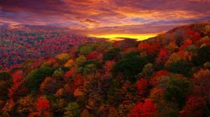 Red Forest At Sunset wallpaper thumb