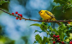 Cute Little Yellow Bird wallpaper thumb