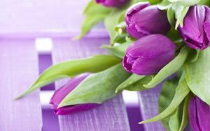 Purple flowers, a bouquet tulips wallpaper thumb