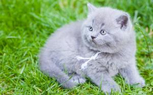 British Shorthair, gray kitten, grass wallpaper thumb