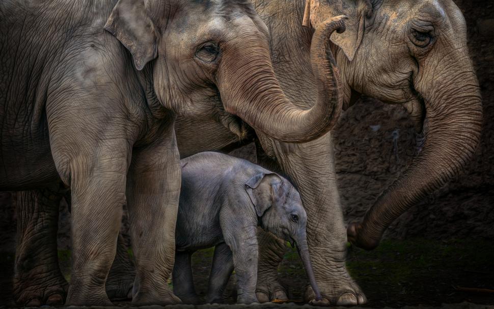 Elephant HD wallpaper,animals HD wallpaper,elephant HD wallpaper,2560x1600 wallpaper