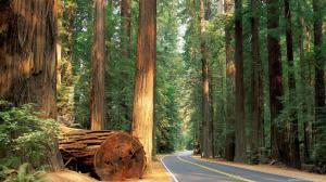 Redwood Trees Road Forest HD wallpaper thumb