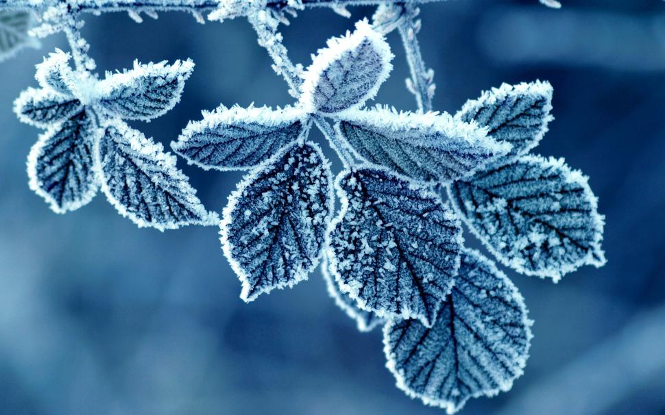 Cold winter morning, frost leaves wallpaper,Cold HD wallpaper,Winter HD wallpaper,Morning HD wallpaper,Frost HD wallpaper,Leaves HD wallpaper,2560x1600 wallpaper