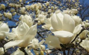 White Blossoming Flower Tree wallpaper thumb