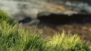Grass, Closeup, Bokeh, Nature wallpaper thumb