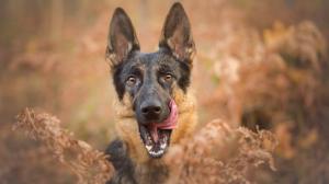 Dog, face, tongue, bokeh wallpaper thumb