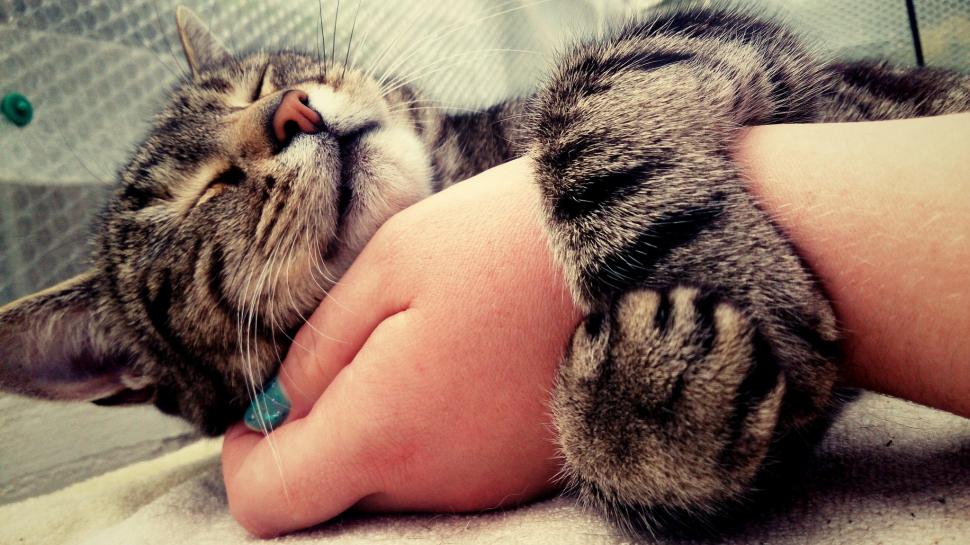 Cat, Animals, Hand, Painted Nails wallpaper,cat HD wallpaper,animals HD wallpaper,hand HD wallpaper,painted nails HD wallpaper,2048x1151 wallpaper