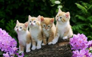 Cute kittens, furry, flowers wallpaper thumb