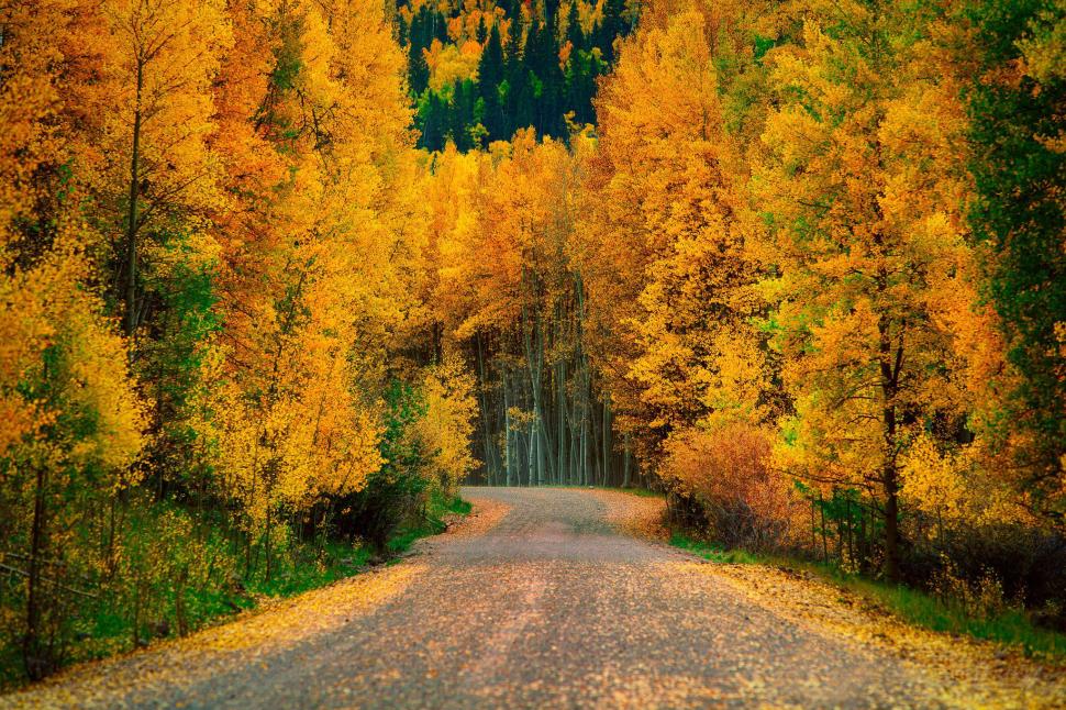 Autumn Trees Forest Road Nature Cool wallpaper,roads HD wallpaper,autumn HD wallpaper,cool HD wallpaper,forest HD wallpaper,nature HD wallpaper,road HD wallpaper,trees HD wallpaper,2048x1365 wallpaper