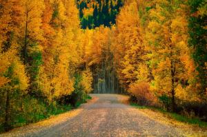 Autumn Trees Forest Road Nature Cool wallpaper thumb