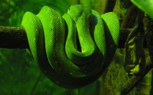 Green Snake wallpaper thumb