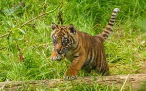 Tiger Cub HD wallpaper thumb