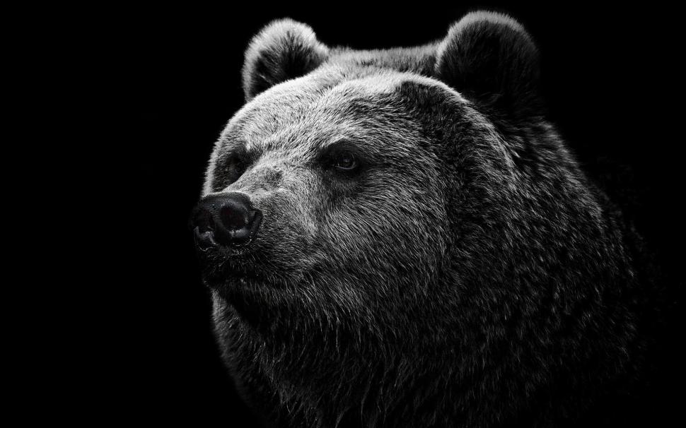 Black background black bear wallpaper,Black HD wallpaper,Background HD wallpaper,Bear HD wallpaper,1920x1200 wallpaper