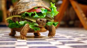 Funny turtle burger wallpaper thumb