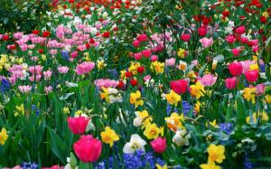 colorful flowers garden hd image wallpaper thumb