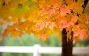 Tree Maple Leaves Autumn Nature wallpaper thumb