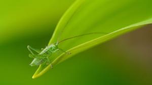 Green, Locust, Insect, Animal, Macro wallpaper thumb