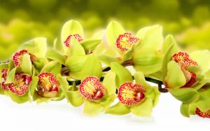 Orchids, flowers,macro wallpaper thumb