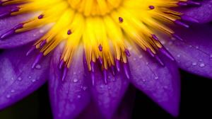 Purple, Water Drops, Lilies, Flowers wallpaper thumb