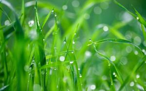 Green grass after rain wallpaper thumb