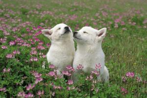 Two white dogs wallpaper thumb