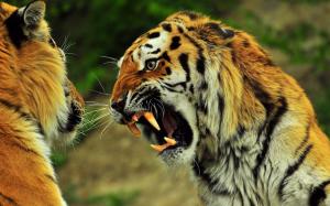 Angry Tiger wallpaper thumb