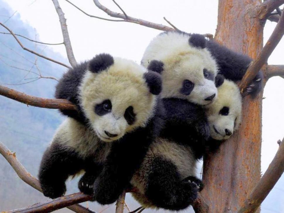 Cute Baby Panda, Animal, Lovely, Branches wallpaper,cute baby panda wallpaper,animal wallpaper,lovely wallpaper,branches wallpaper,1024x768 wallpaper