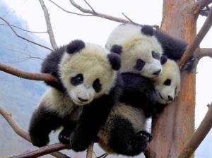 Cute Baby Panda, Animal, Lovely, Branches wallpaper thumb