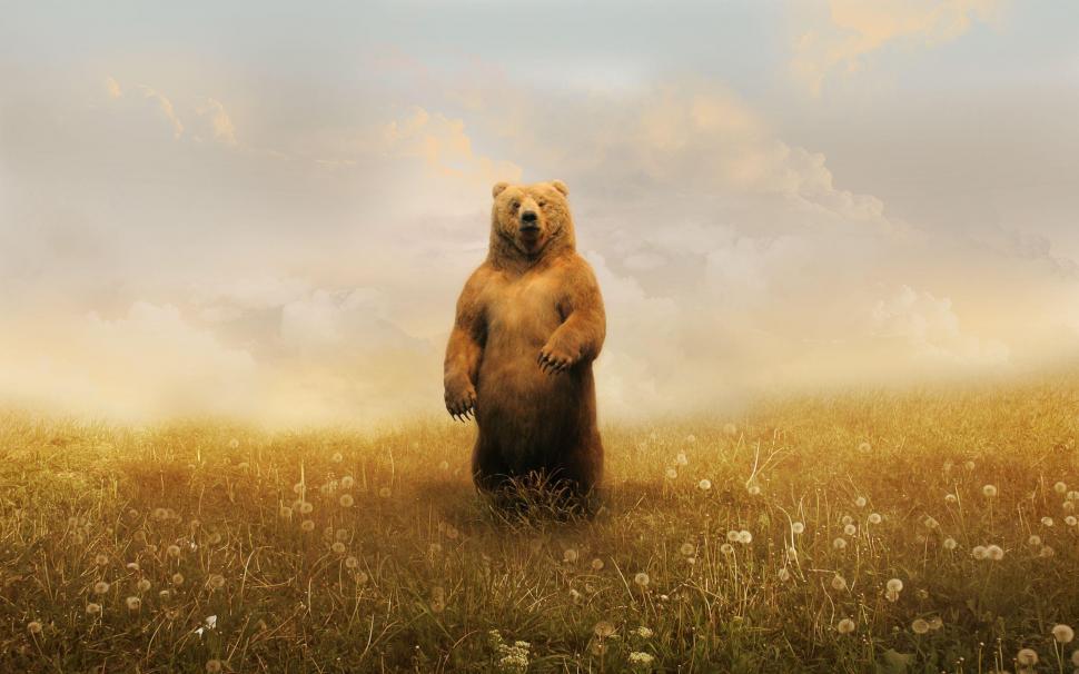 Bear standing up wallpaper,animals HD wallpaper,2560x1600 HD wallpaper,grass HD wallpaper,bear HD wallpaper,field HD wallpaper,2560x1600 wallpaper