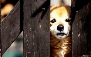 Sad puppy behind the fence wallpaper thumb