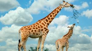 Two giraffes wallpaper thumb