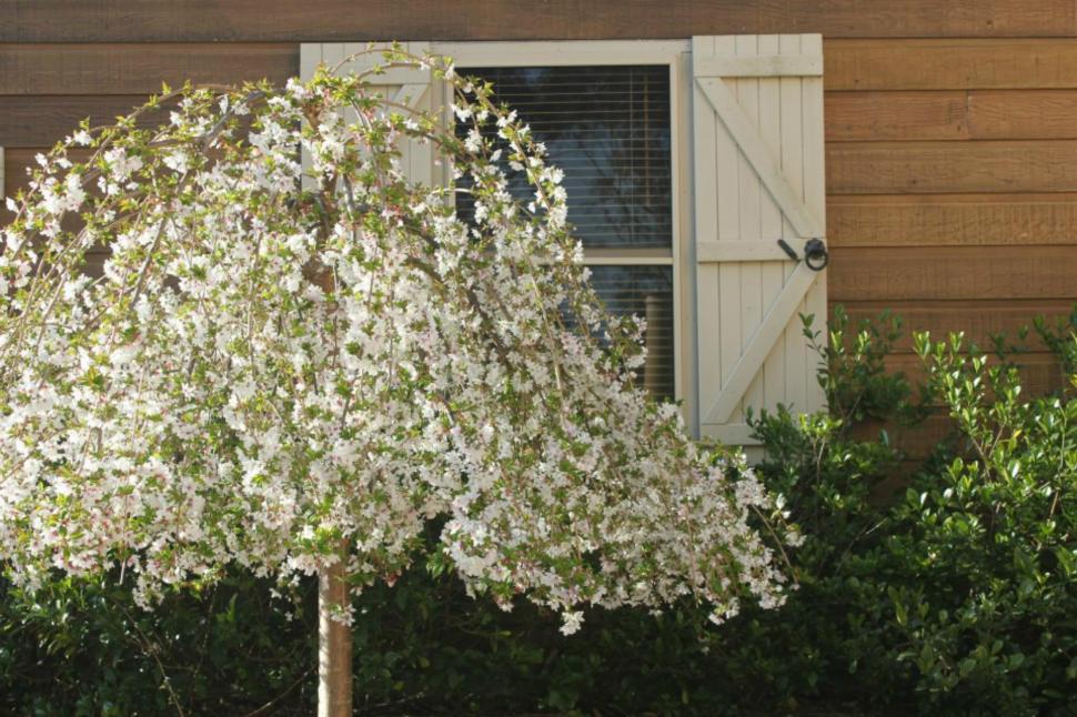~~weeping Cherry Blossom Tree~~ wallpaper,nature HD wallpaper,tree HD wallpaper,flowers HD wallpaper,blossoms HD wallpaper,nature & landscapes HD wallpaper,1960x1307 wallpaper