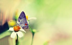 Beautiful, Butterfly, Flower, Nature wallpaper thumb