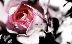 Rose Flower Macro HD wallpaper thumb