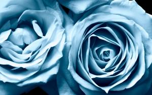 Blue Roses Widescreen HD wallpaper thumb