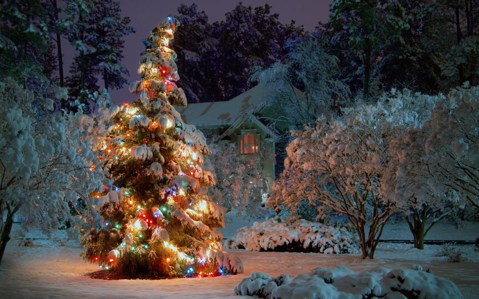 Winter Christmas Tree wallpaper,christmas lights HD wallpaper,snow HD wallpaper,celebration HD wallpaper,2560x1600 wallpaper