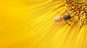 Yellow Sunflower Bee wallpaper thumb