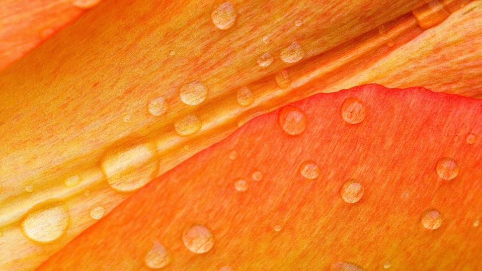 Macro Flower Water Drops Orange HD wallpaper,nature HD wallpaper,flower HD wallpaper,macro HD wallpaper,water HD wallpaper,orange HD wallpaper,drops HD wallpaper,1920x1080 wallpaper