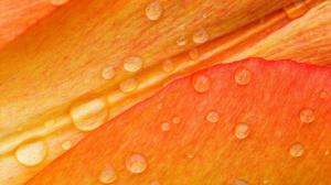 Macro Flower Water Drops Orange HD wallpaper thumb